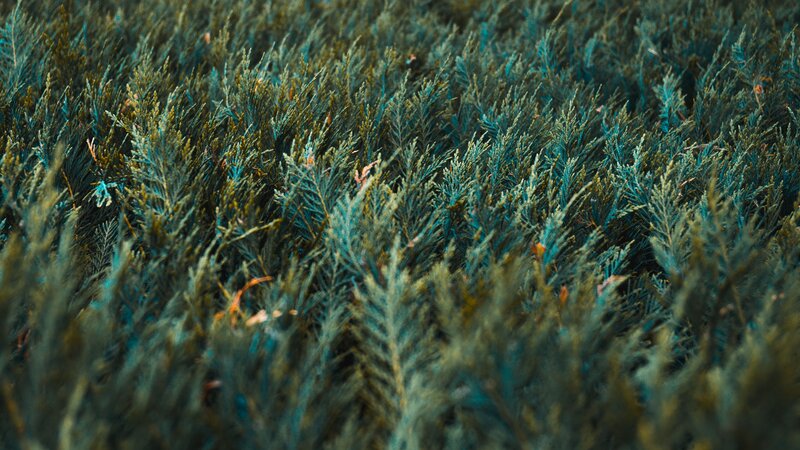dense evergreen foliage close-up