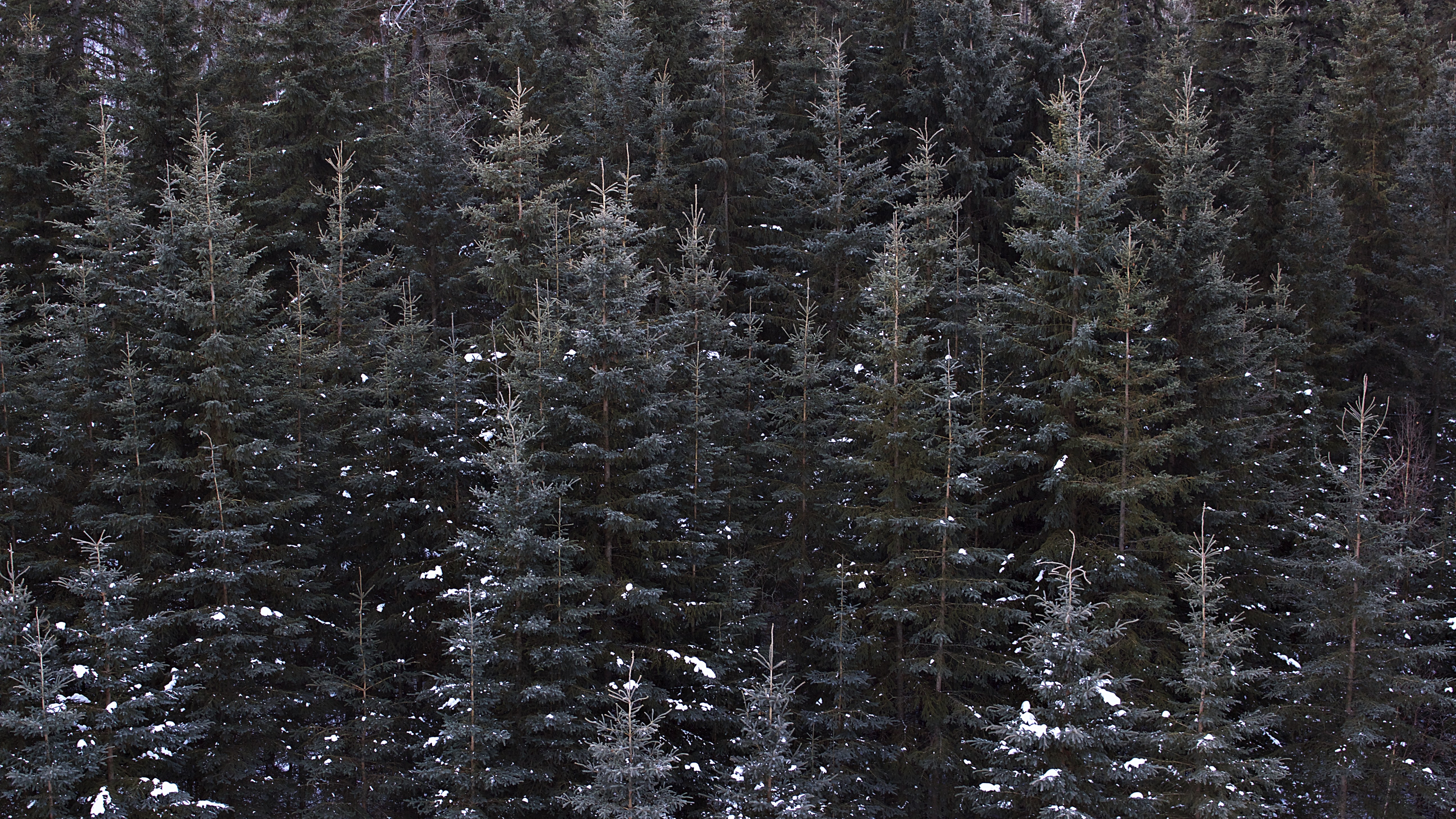 dense evergreen forest