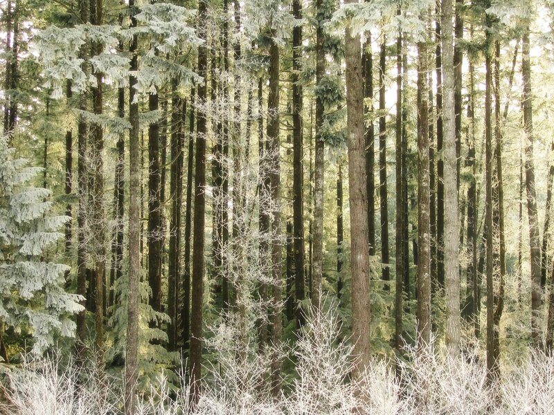 dense evergreen forest