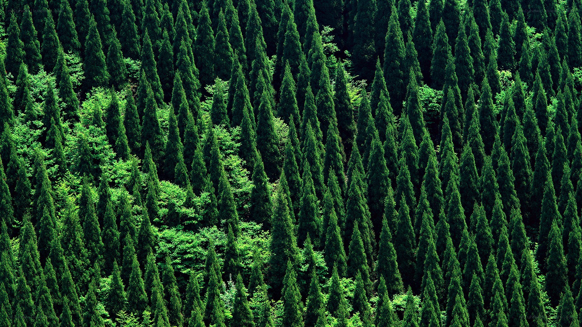 dense evergreen forest from above