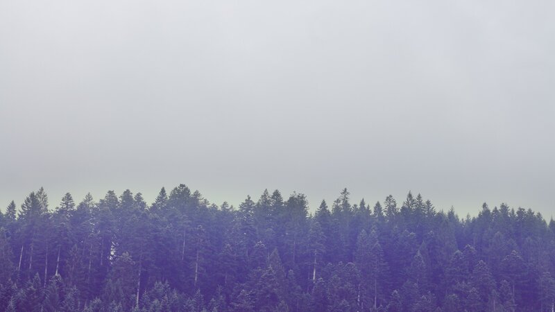 Dense Evergreen Forest — Gray