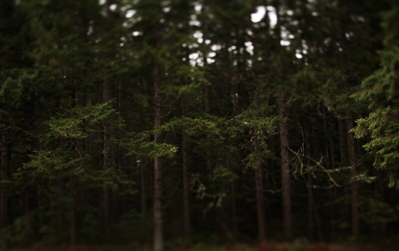 Dense Evergreen Forest — Green, Dark, Photograph