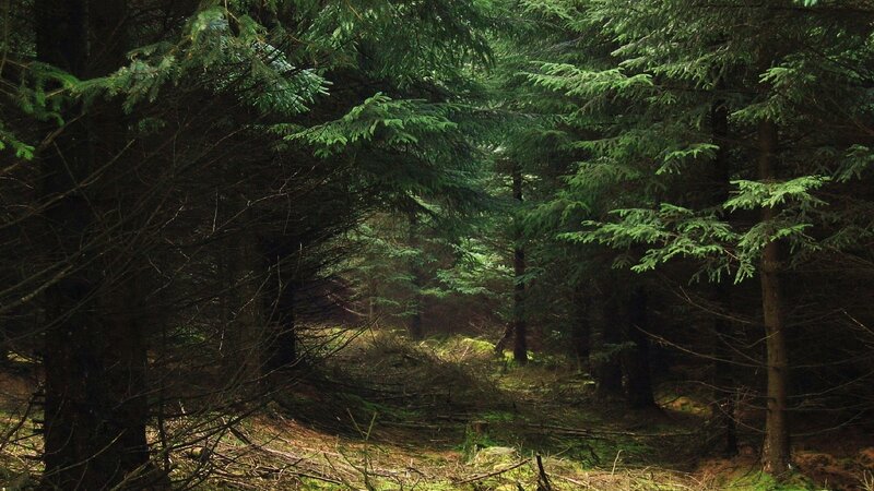 Dense Evergreen Forest — Green, Dark
