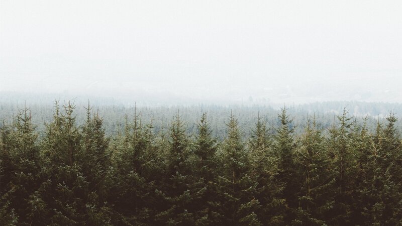 Dense Evergreen Forest — Green, Misty, Photograph, Trees