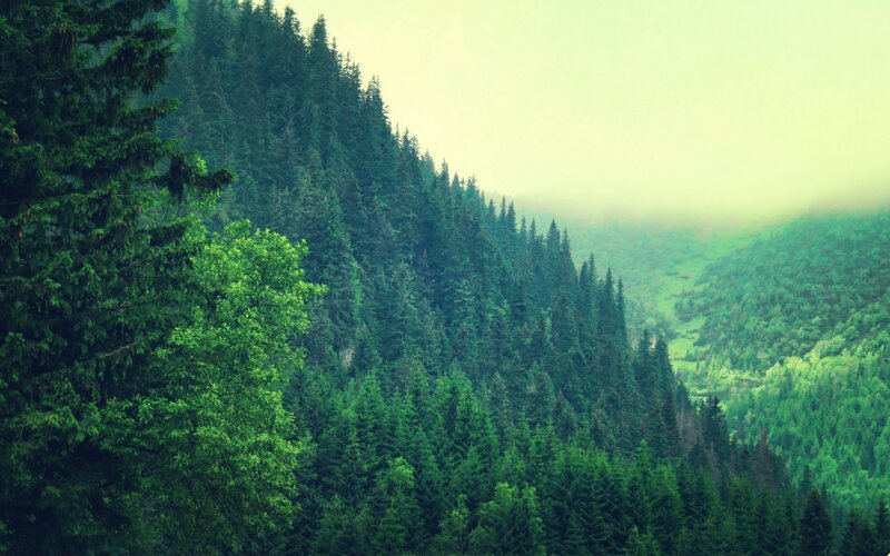 Dense Evergreen Forest — Green, Misty