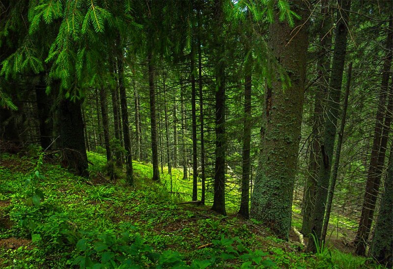 Dense Evergreen Forest — Green, Serene, Afternoon, Photograph