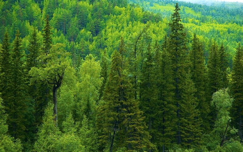 Dense Evergreen Forest — Green, Serene, Afternoon