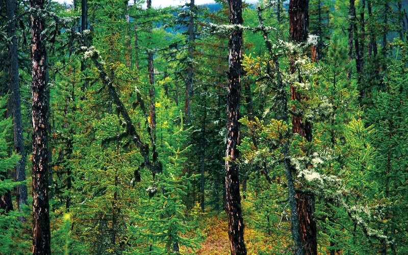 Dense Evergreen Forest — Green, Serene, Autumn, Photograph, Trees