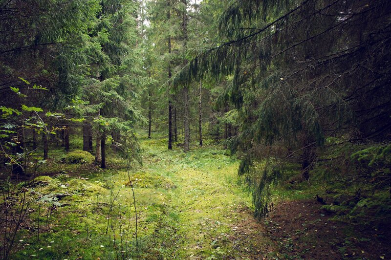 Dense Evergreen Forest — Green, Serene, Morning