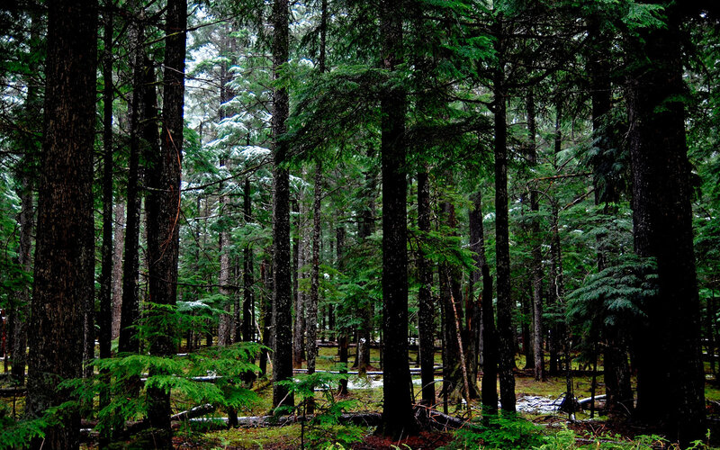 Dense Evergreen Forest — Green