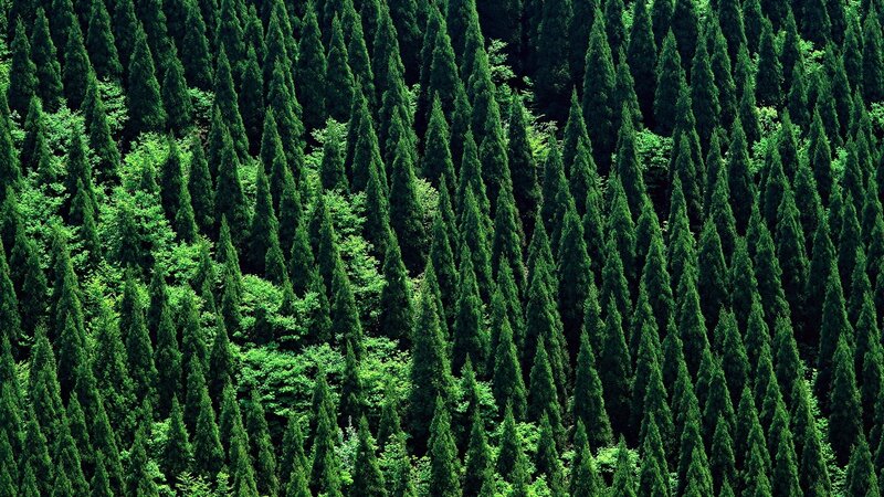 dense evergreen forest