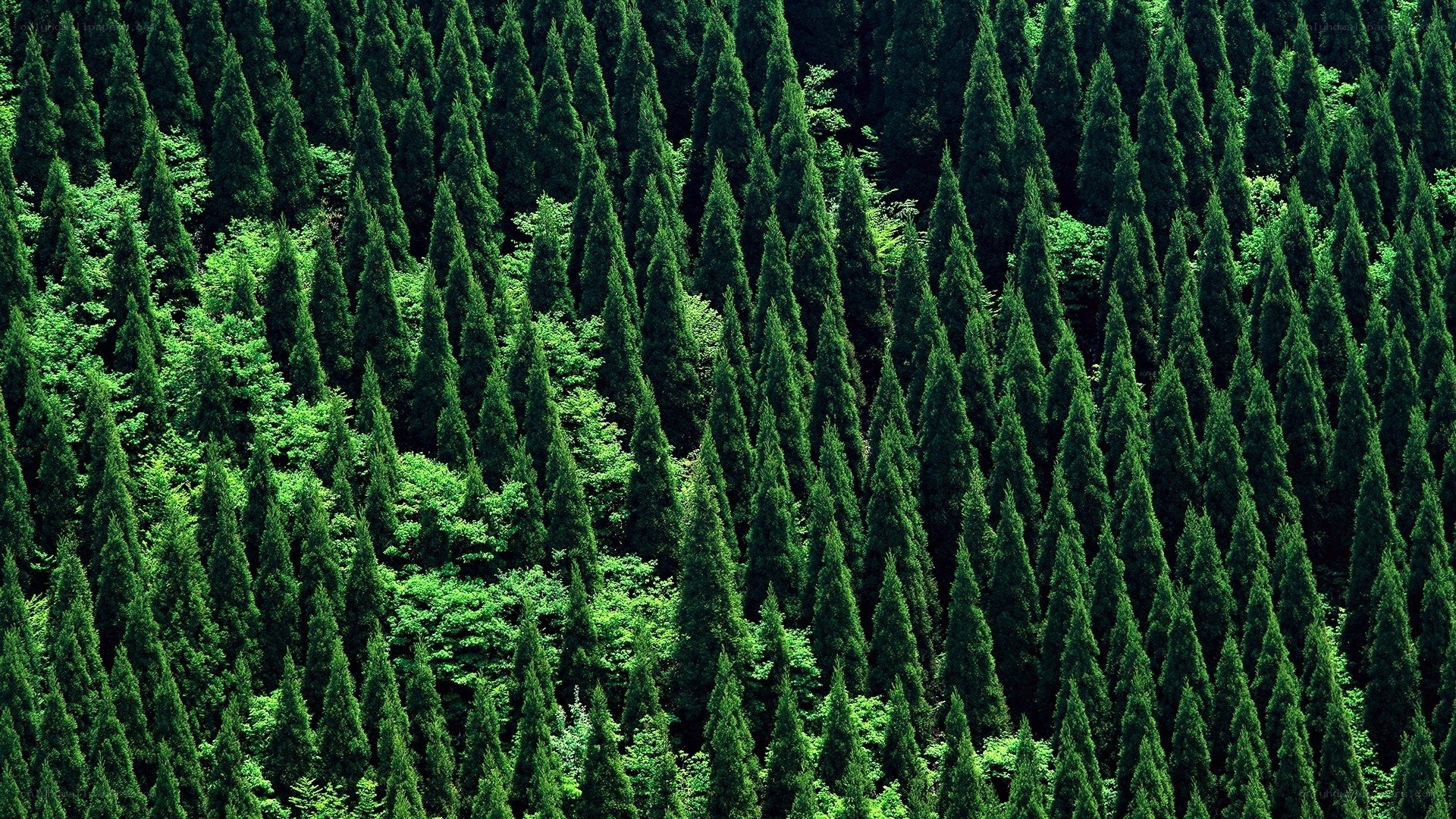 dense evergreen forest