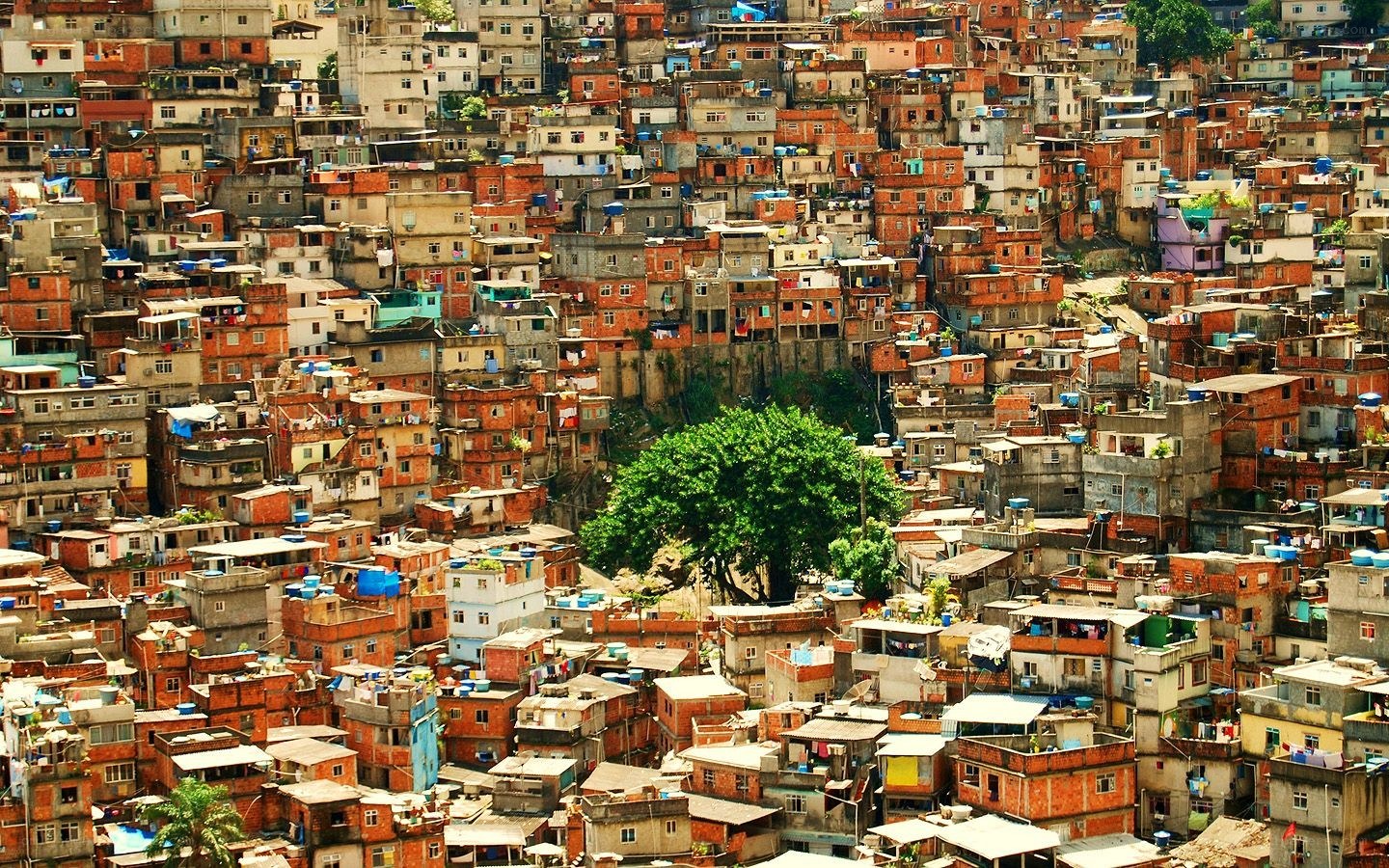 Dense favela settlement