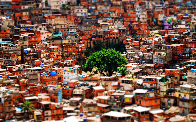Dense favela with central tree