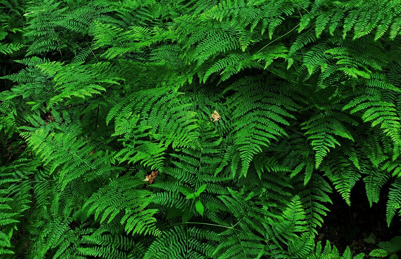 Dense Fern Foliage