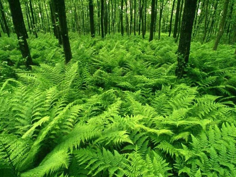 dense fern forest