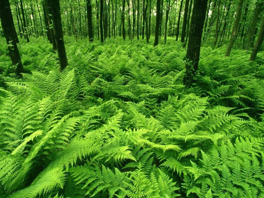 dense fern forest