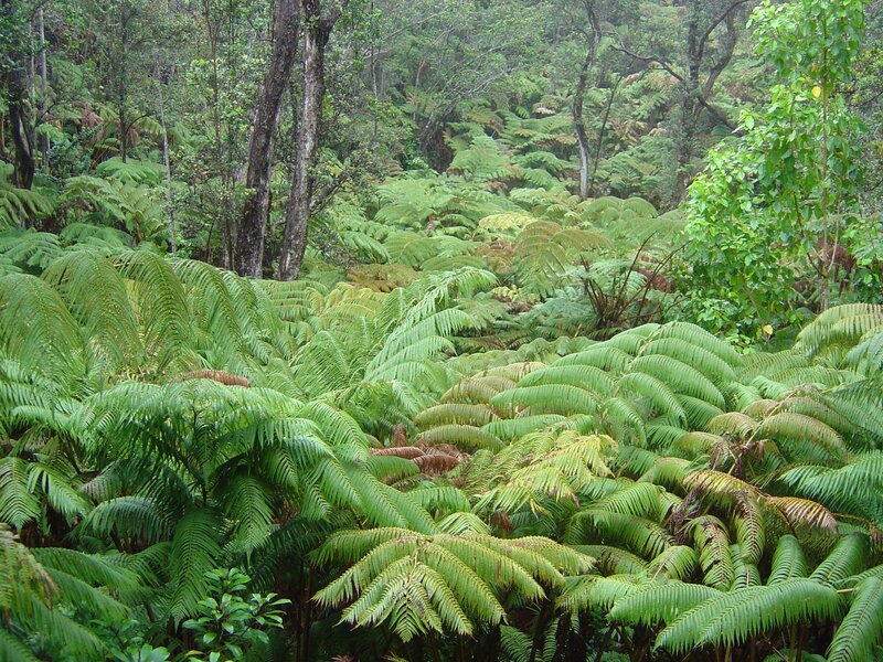 dense fern forest