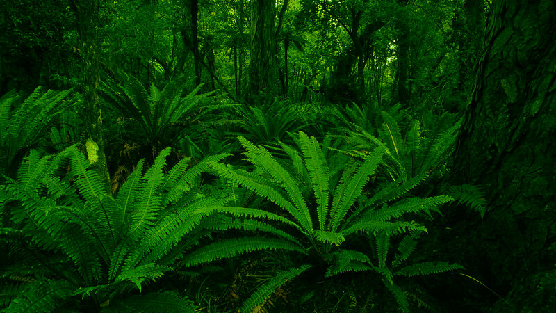 dense fern forest