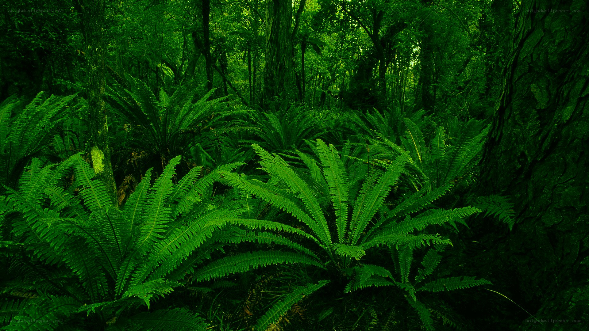 dense fern forest