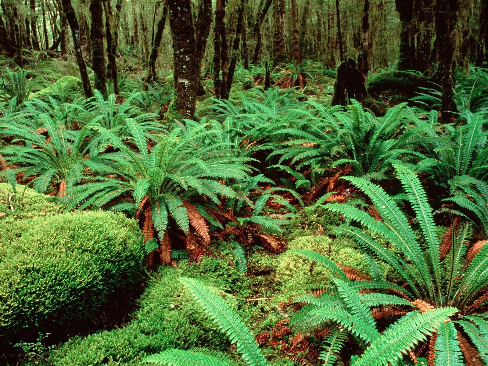 dense fern forest