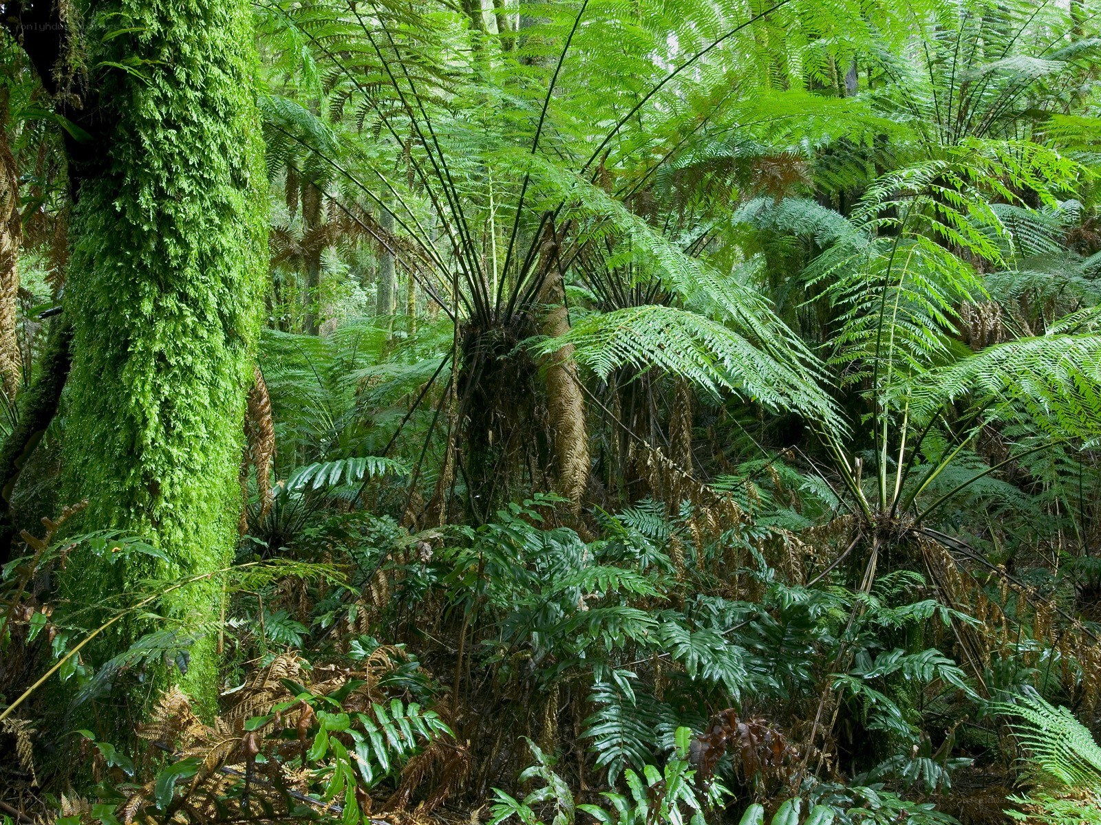 dense fern forest
