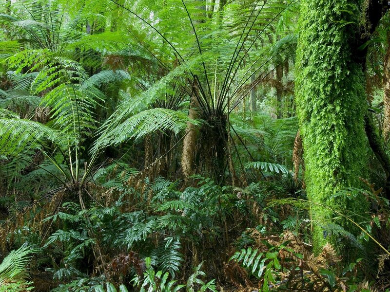 dense fern forest