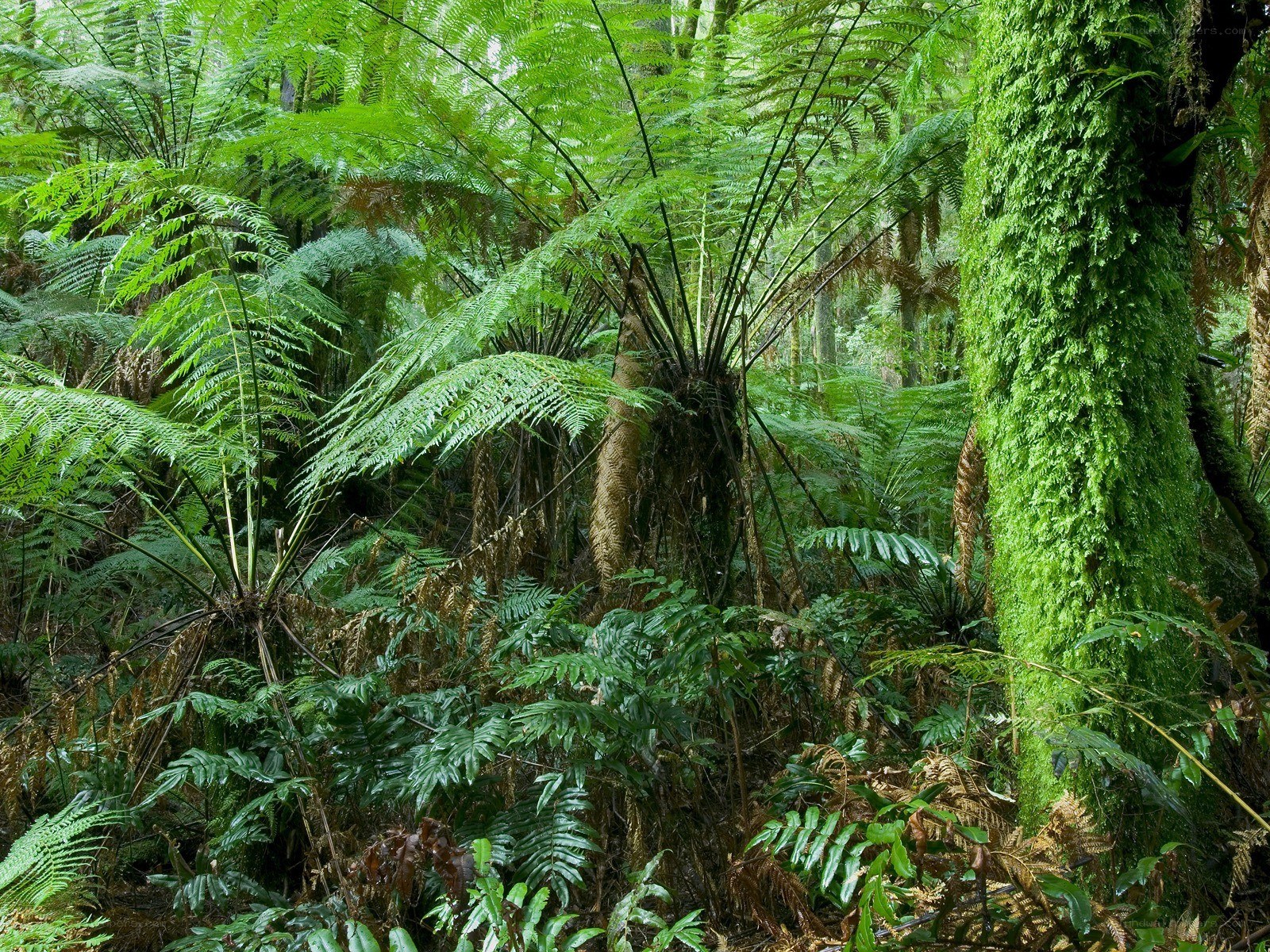 dense fern forest