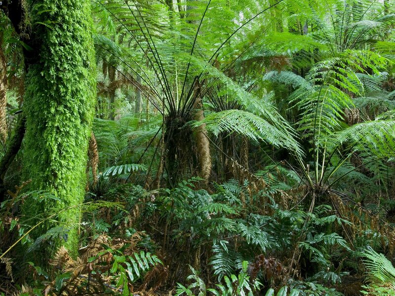 Dense Fern Forest — Green, Lush, Morning