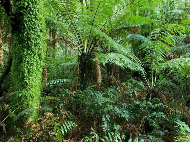 Dense Fern Forest — Green, Lush, Photograph, Moss-covered Tree