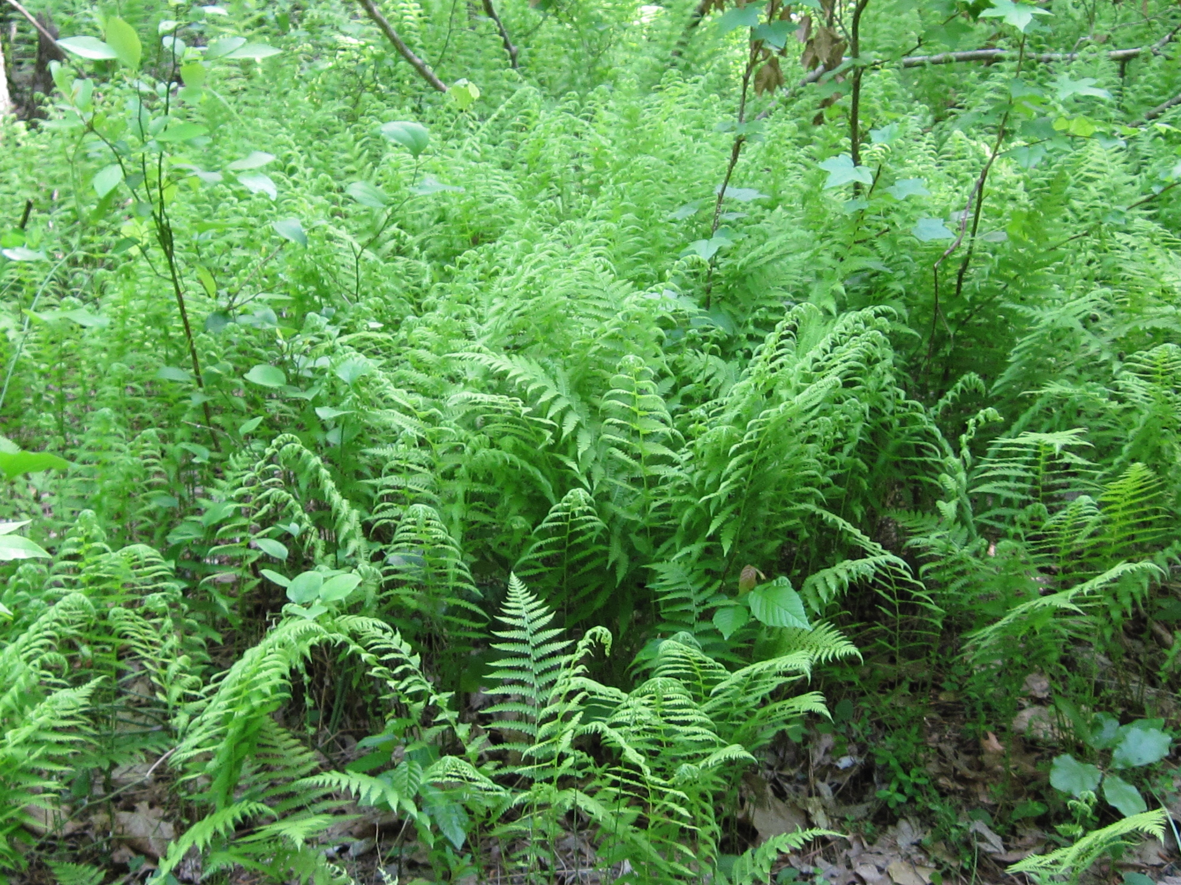 dense ferns in a forest