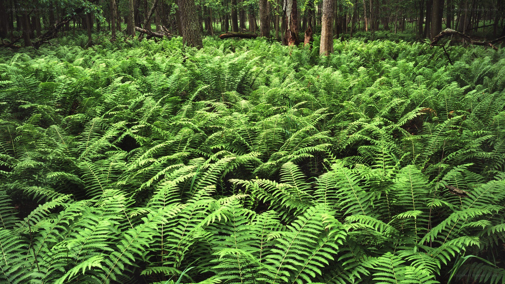 dense ferns in a forest