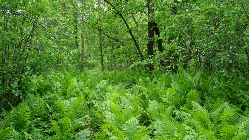 Dense Ferns in Forest