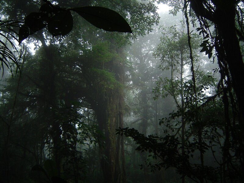 Dense Foggy Forest