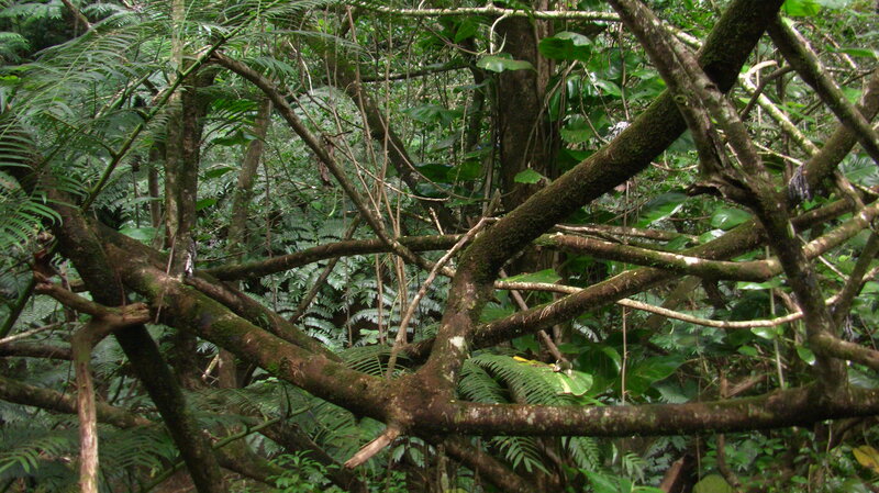 Dense Forest Branches
