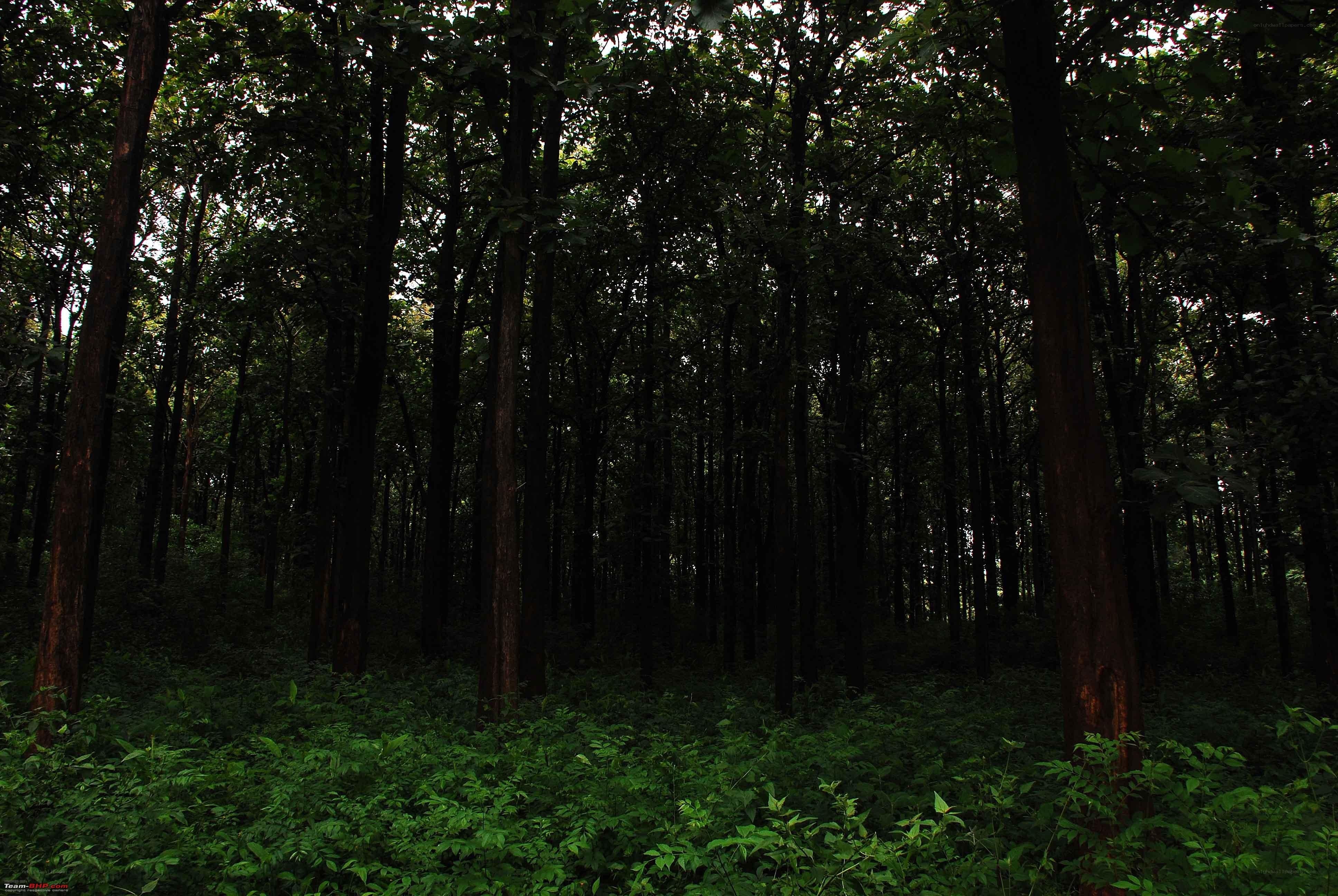 dense forest canopy