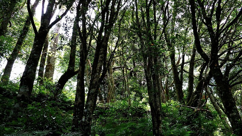 dense forest canopy