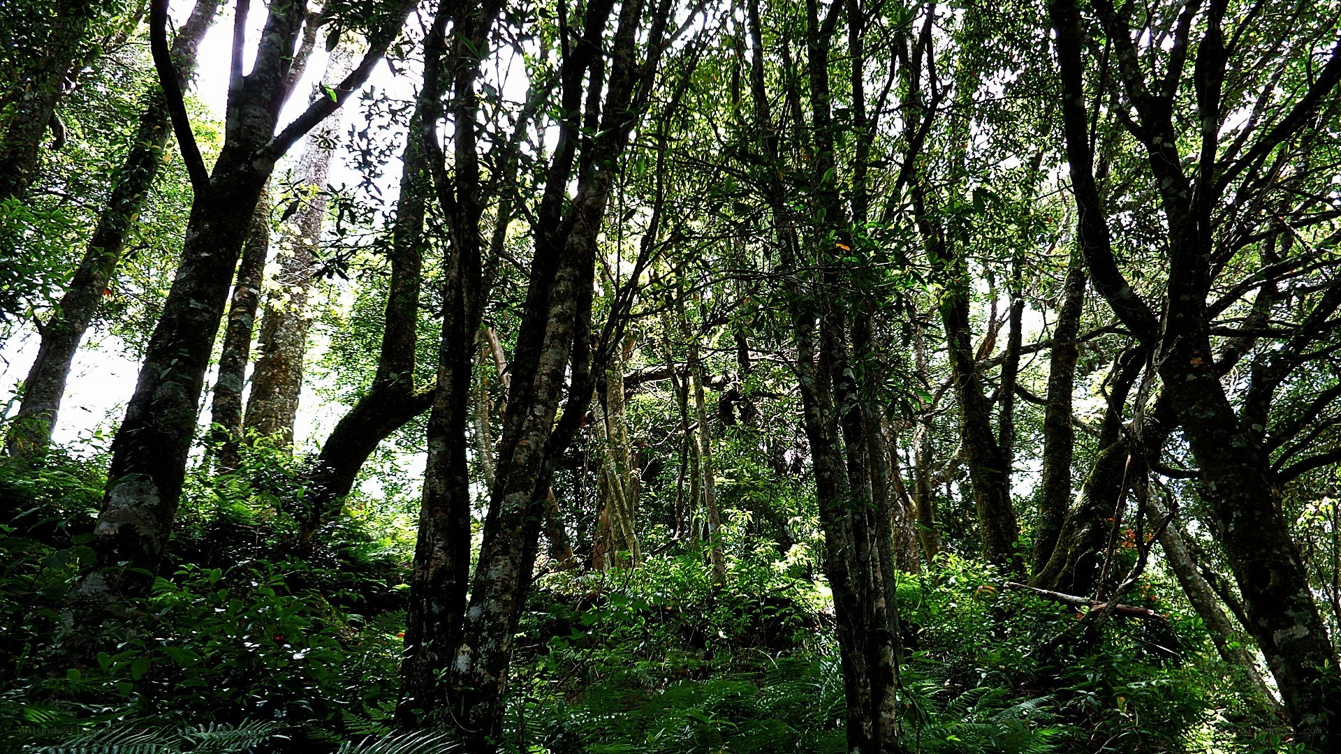 dense forest canopy