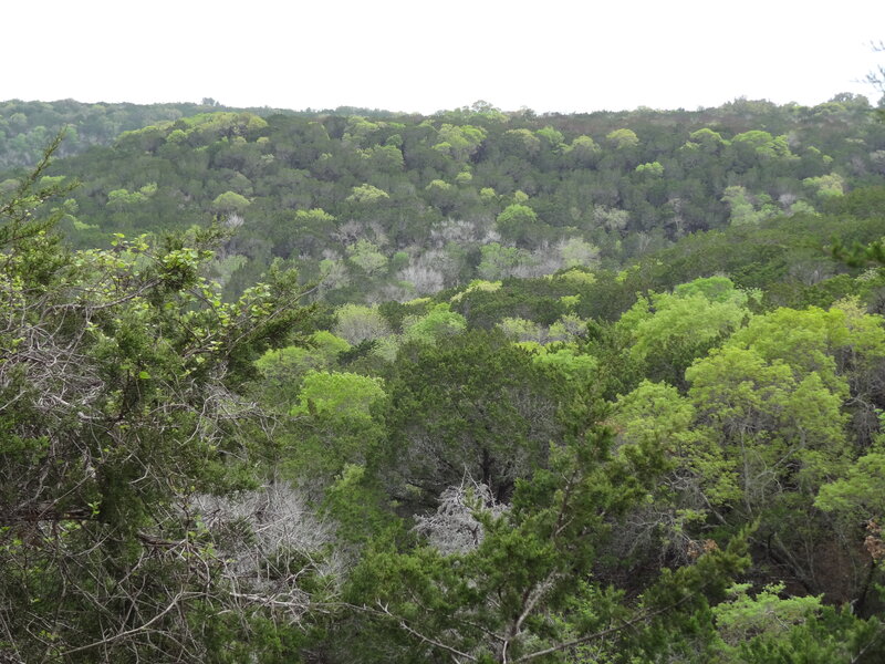Dense Forest Canopy — Green, Calm