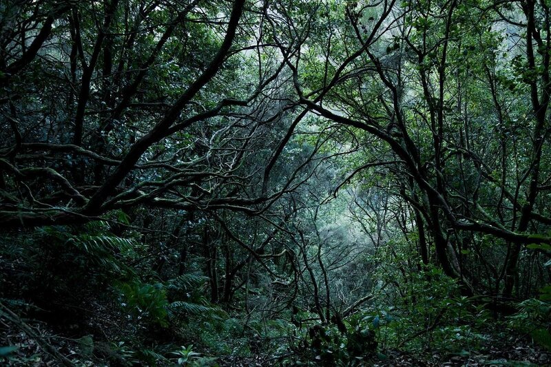 Dense Forest Canopy — Green, Dark, Photograph