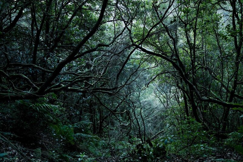 Dense Forest Canopy — Green, Dark