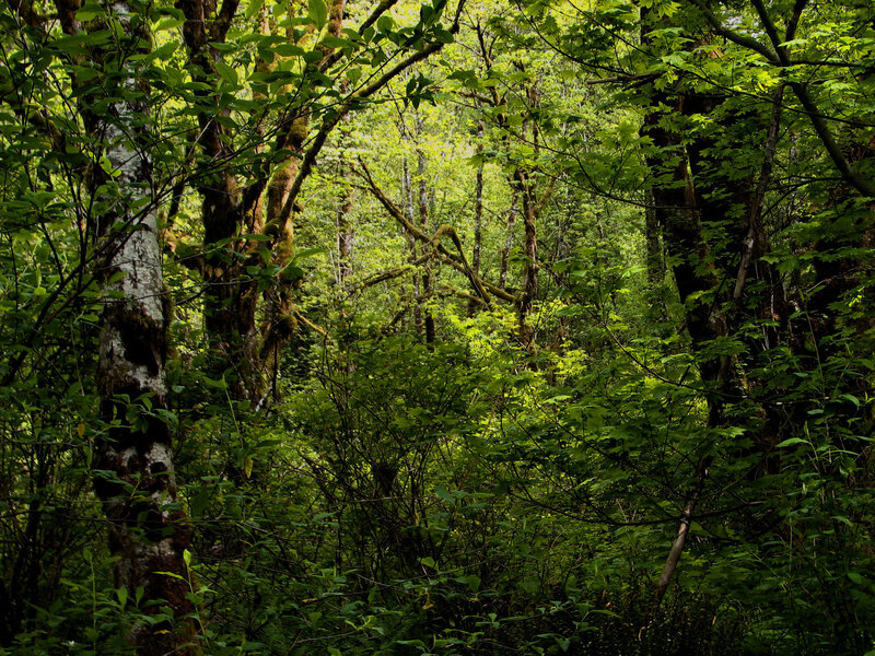Dense Forest Canopy — Green, Lush