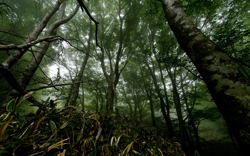Dense Forest Canopy — Green, Misty
