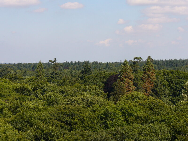 Dense Forest Canopy — Green, Serene, Afternoon, Photograph
