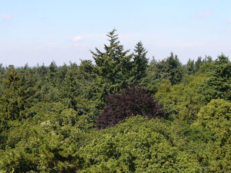 Dense Forest Canopy — Green, Serene, Afternoon, Photograph, Trees