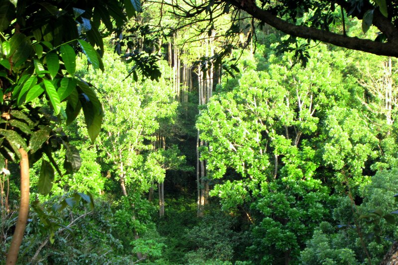Dense Forest Canopy — Green, Serene, Afternoon
