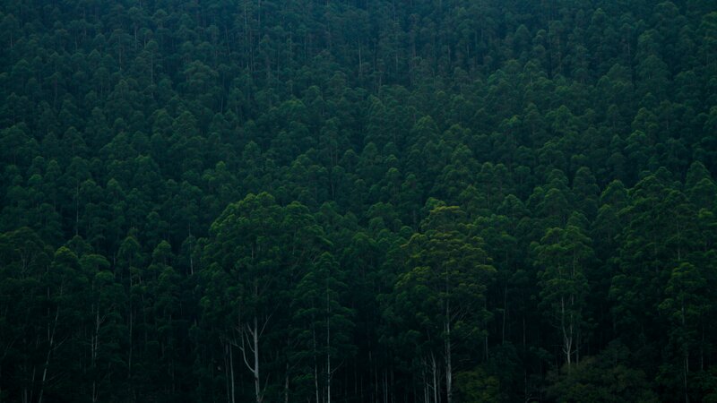 Dense Forest Canopy — Green, Serene, Photograph