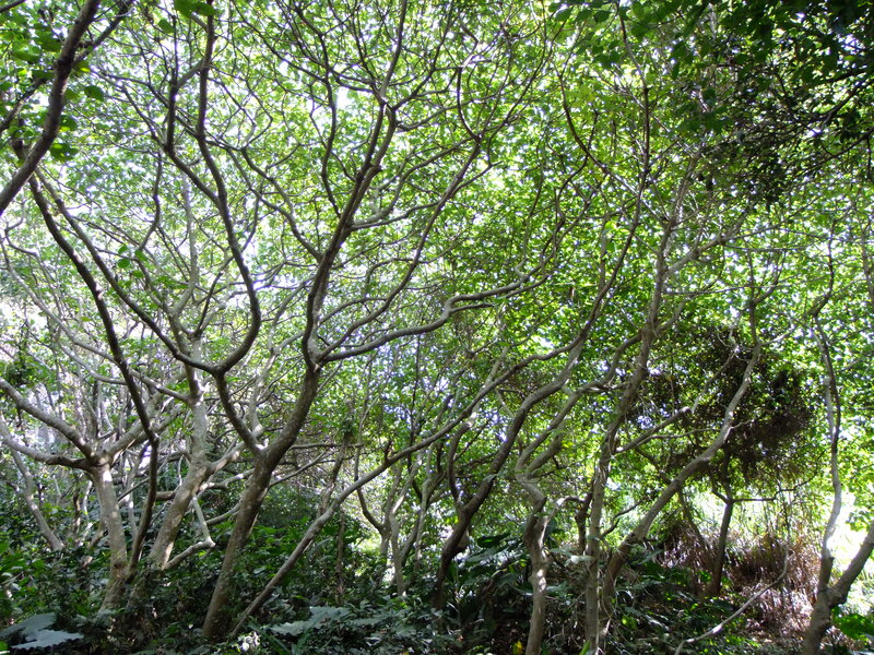 Dense Forest Canopy — Green, Serene