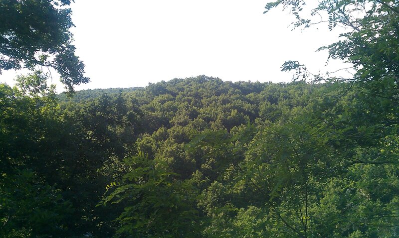 Dense Forest Canopy — Green