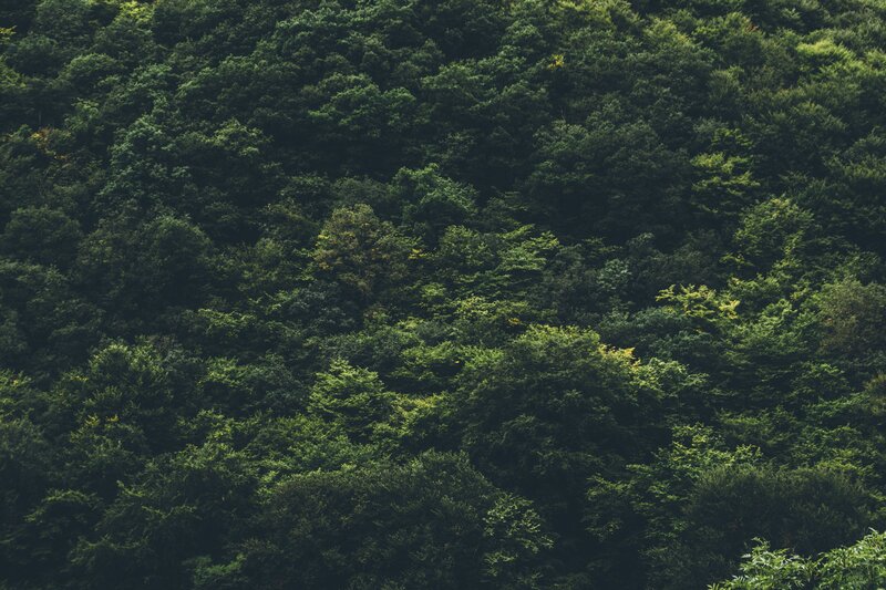 dense forest canopy